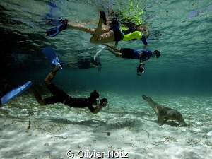 Funny scene, 4 snorkeler meeting a female sea lion. by Olivier Notz 